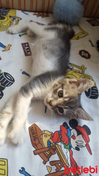 Tekir Kedi, Kedi  Mişa fotoğrafı