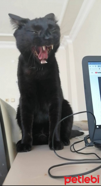 Bombay, Kedi  mırmır fotoğrafı