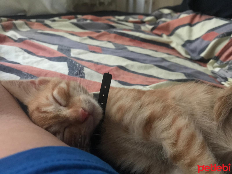 Sarman, Kedi  LUCY fotoğrafı