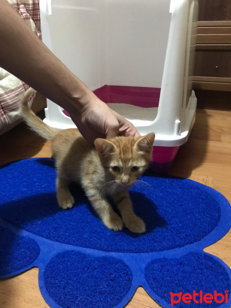 Sarman, Kedi  LUCY fotoğrafı