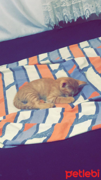Sarman, Kedi  LUCY fotoğrafı