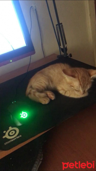 Sarman, Kedi  LUCY fotoğrafı