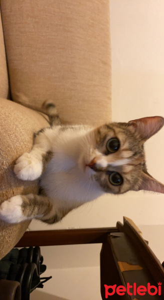 Tekir Kedi, Kedi  Lebo fotoğrafı