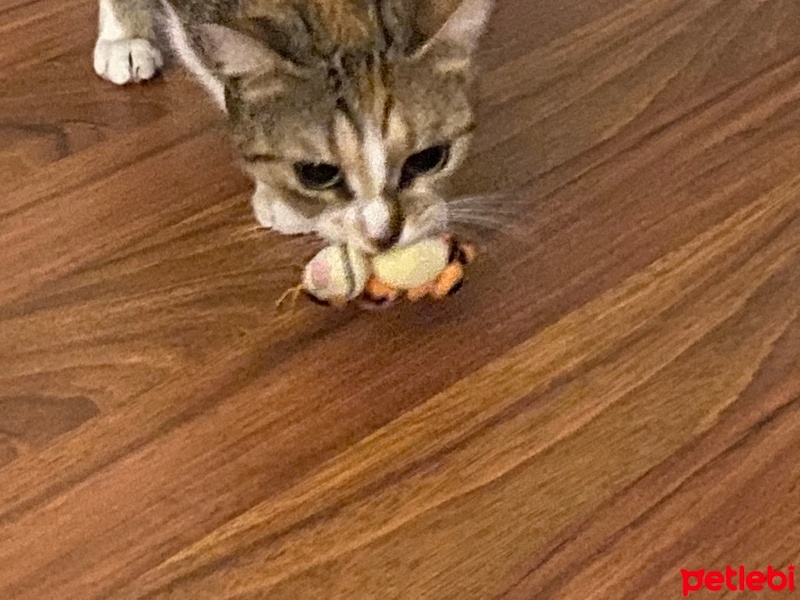 Tekir Kedi, Kedi  Lebo fotoğrafı