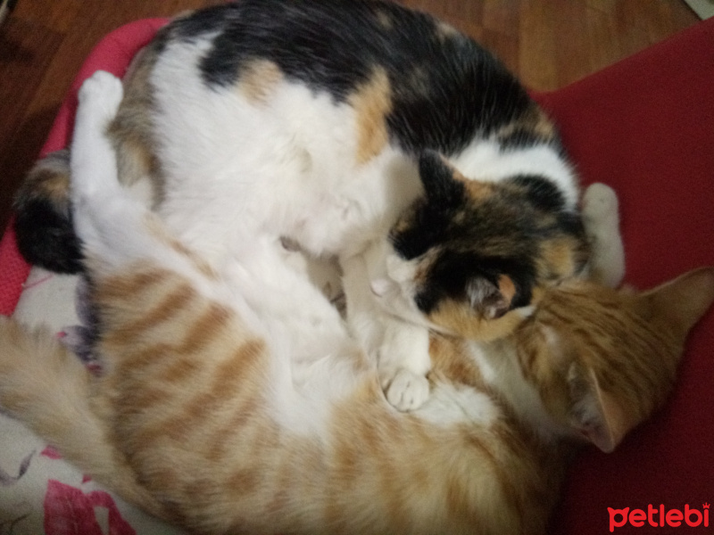 Sarman, Kedi  Zarife fotoğrafı