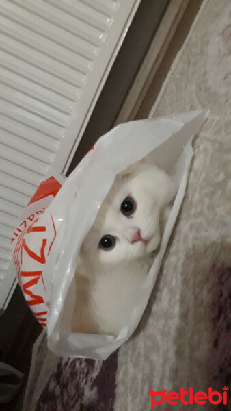 Scottish Fold, Kedi  Bade fotoğrafı