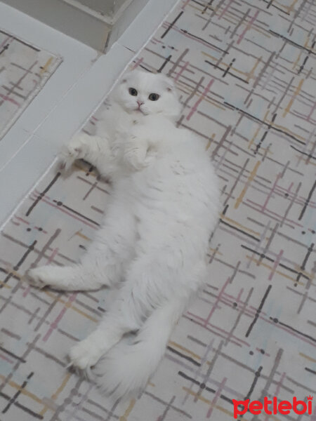 Scottish Fold, Kedi  Bade fotoğrafı