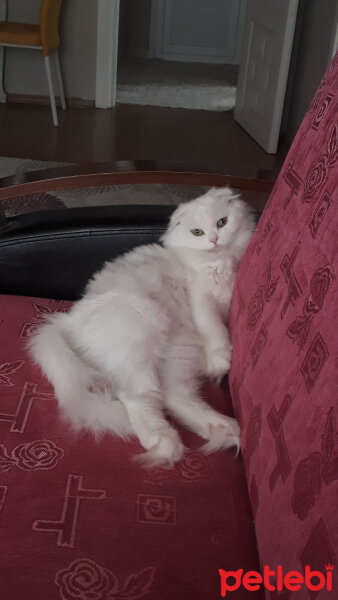 Scottish Fold, Kedi  Bade fotoğrafı