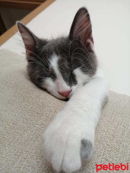Tekir Kedi, Kedi  JÖn fotoğrafı