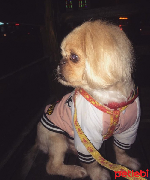 Pekingese, Köpek  Prenses fotoğrafı