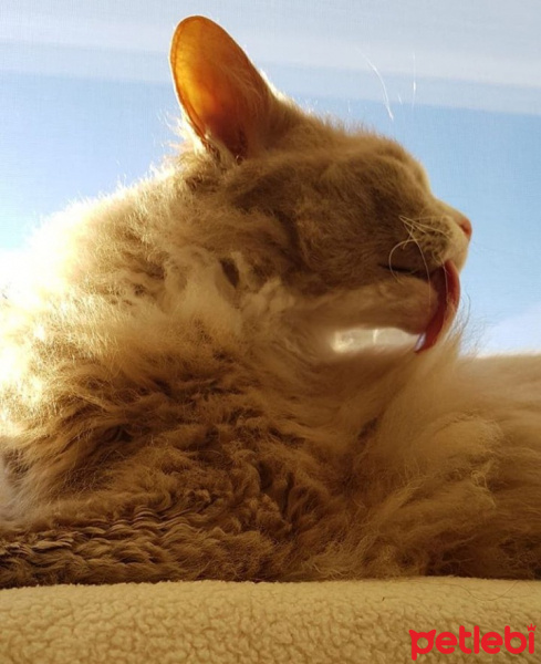 Laperm, Kedi  Şımarık fotoğrafı