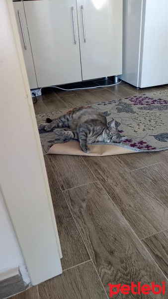 Tekir Kedi, Kedi  Sagira fotoğrafı