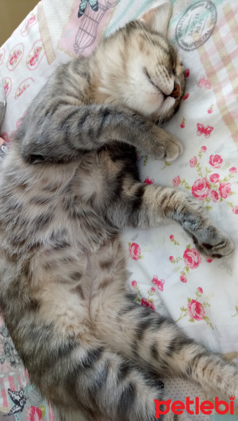Tekir Kedi, Kedi  Sagira fotoğrafı