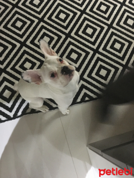 Fransız Bulldog, Köpek  yoda fotoğrafı