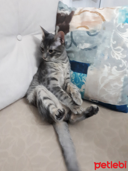 Tekir Kedi, Kedi  Cabbar fotoğrafı