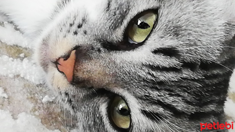 British Shorthair, Kedi  Logan fotoğrafı