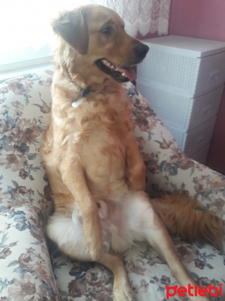Golden Retriever, Köpek  Modi fotoğrafı