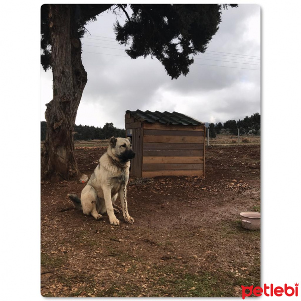 Kangal, Köpek  Yaren fotoğrafı