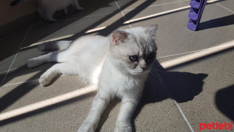 Scottish Fold, Kedi  Mişa fotoğrafı