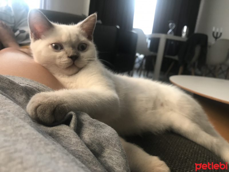 British Shorthair, Kedi  Bambam fotoğrafı