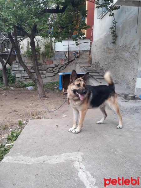 Alman Çoban Köpeği, Köpek  PAŞA fotoğrafı