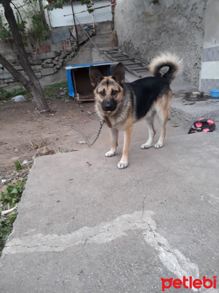 Alman Çoban Köpeği, Köpek  PAŞA fotoğrafı