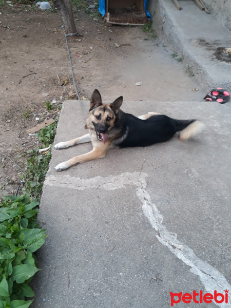 Alman Çoban Köpeği, Köpek  PAŞA fotoğrafı