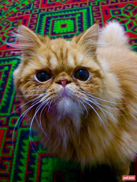 İran Kedisi (Persian), Kedi  Paşa fotoğrafı