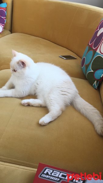 Exotic Shorthair, Kedi  Boncuk fotoğrafı