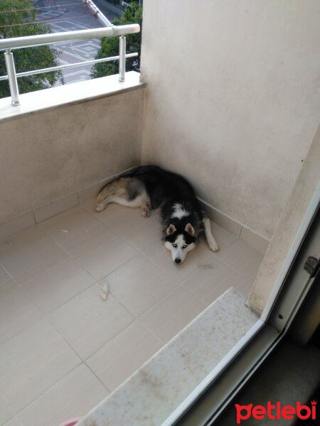 Sibirya Kurdu (Husky), Köpek  Max fotoğrafı