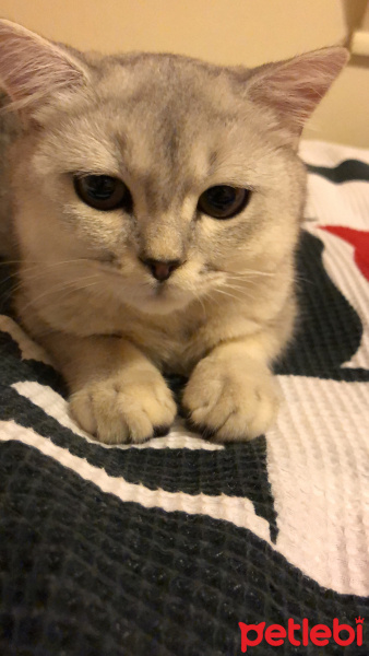 British Shorthair, Kedi  Simba fotoğrafı