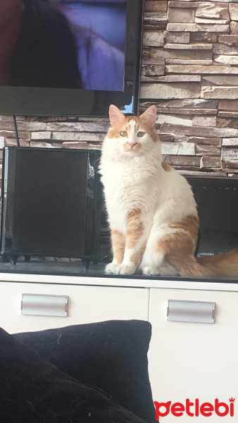 Sarman, Kedi  Şeftali fotoğrafı