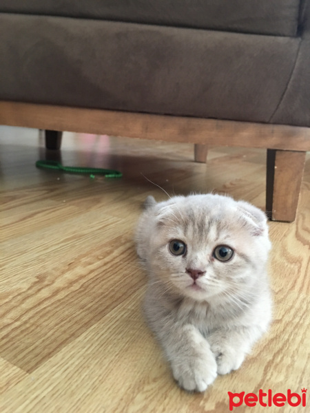 Scottish Fold, Kedi  Bade fotoğrafı