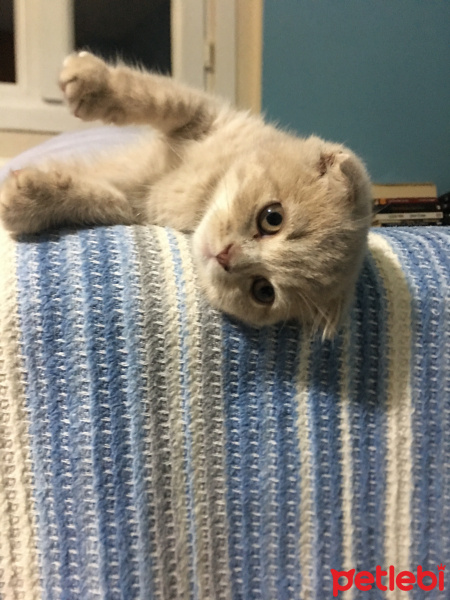 Scottish Fold, Kedi  Bade fotoğrafı