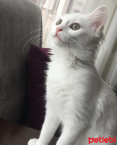 Ankara Kedisi, Kedi  Müezza fotoğrafı