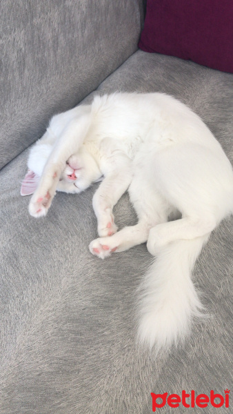 Ankara Kedisi, Kedi  Müezza fotoğrafı
