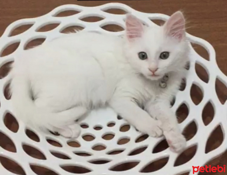 Ankara Kedisi, Kedi  Müezza fotoğrafı