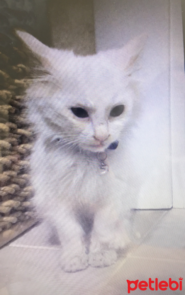 Ankara Kedisi, Kedi  Müezza fotoğrafı