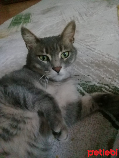 British Shorthair, Kedi  mia fotoğrafı