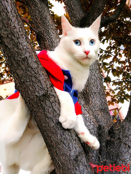Van Kedisi, Kedi  Sakura fotoğrafı
