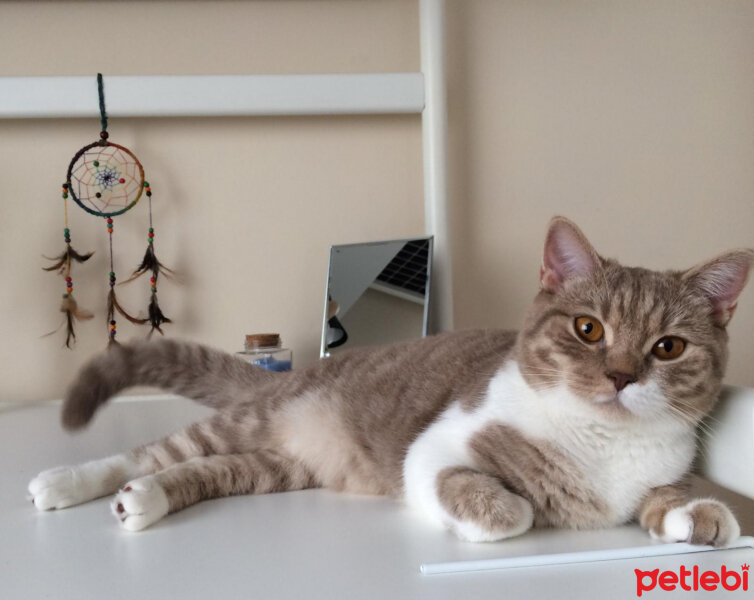 British Shorthair, Kedi  Felya fotoğrafı