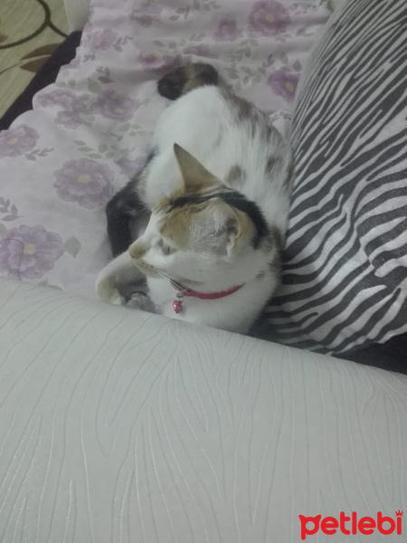 Tekir Kedi, Kedi  Poncik fotoğrafı