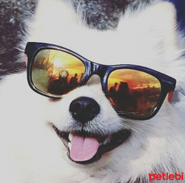 Pomeranyalı, Köpek  Elf fotoğrafı