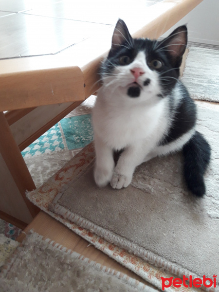 Tekir Kedi, Kedi  Badem fotoğrafı