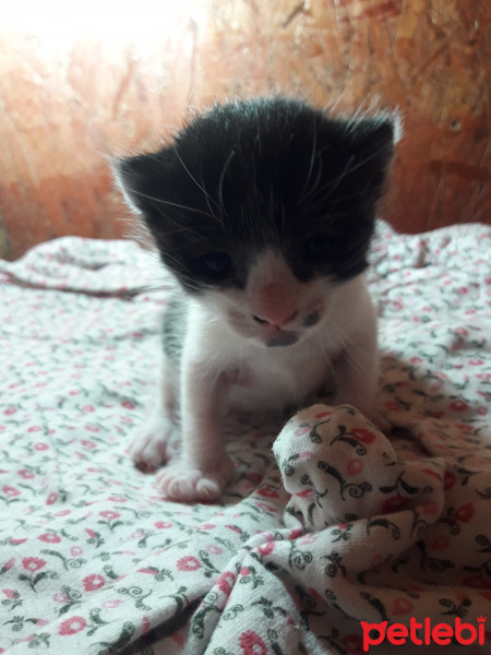 Tekir Kedi, Kedi  Badem fotoğrafı