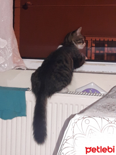 Tekir Kedi, Kedi  Küçük fotoğrafı