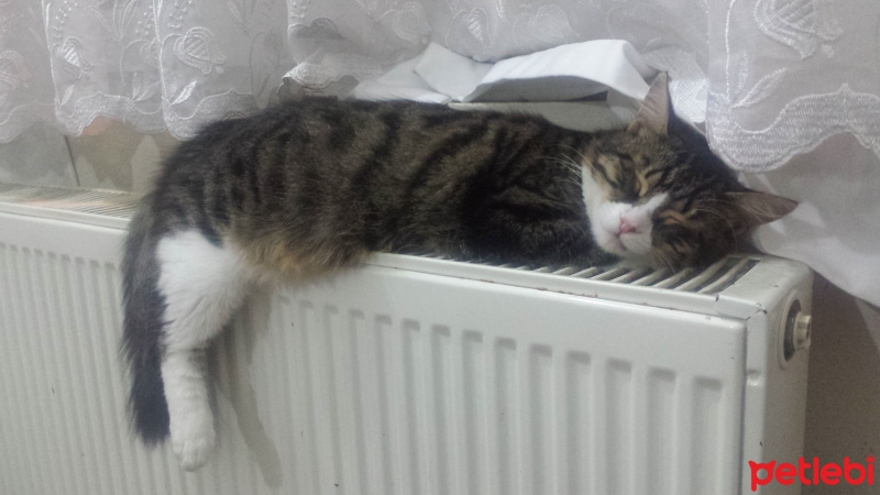 Tekir Kedi, Kedi  Küçük fotoğrafı