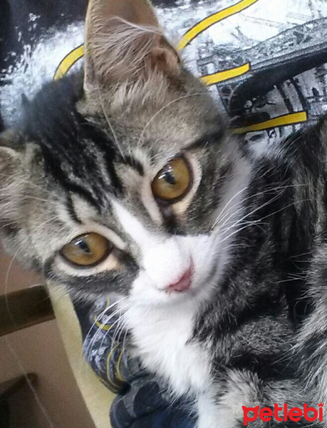 Tekir Kedi, Kedi  Küçük fotoğrafı