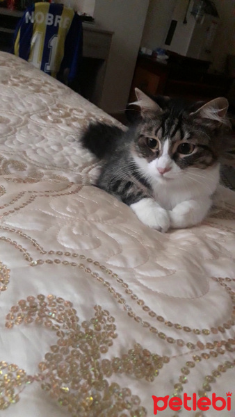 Tekir Kedi, Kedi  Küçük fotoğrafı