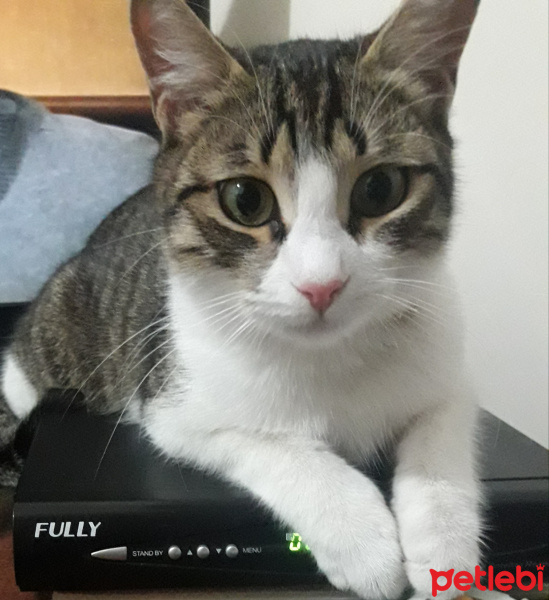 Tekir Kedi, Kedi  Boncuk fotoğrafı